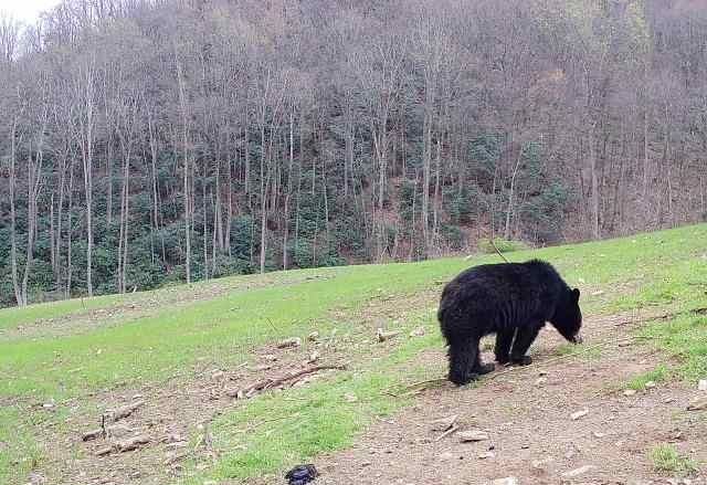 Black Bear hunting in Virginia